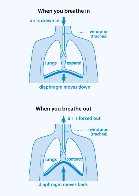 why-do-we-breathe-asthma-lung-uk